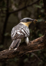 Safaris 4x4 - Imagen 2