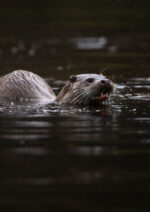 Safaris 4x4 - Imagen 4