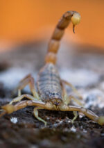 Safaris 4x4 - Imagen 3