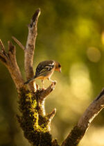 Hide del Arroyo - Imagen 2