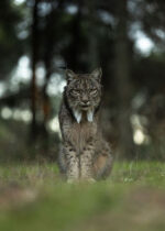 Hide del Llano - Imagen 24